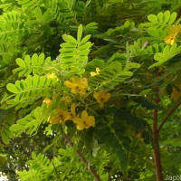 Senna surattensis (Burm.f.) H.S.Irwin & Barneby